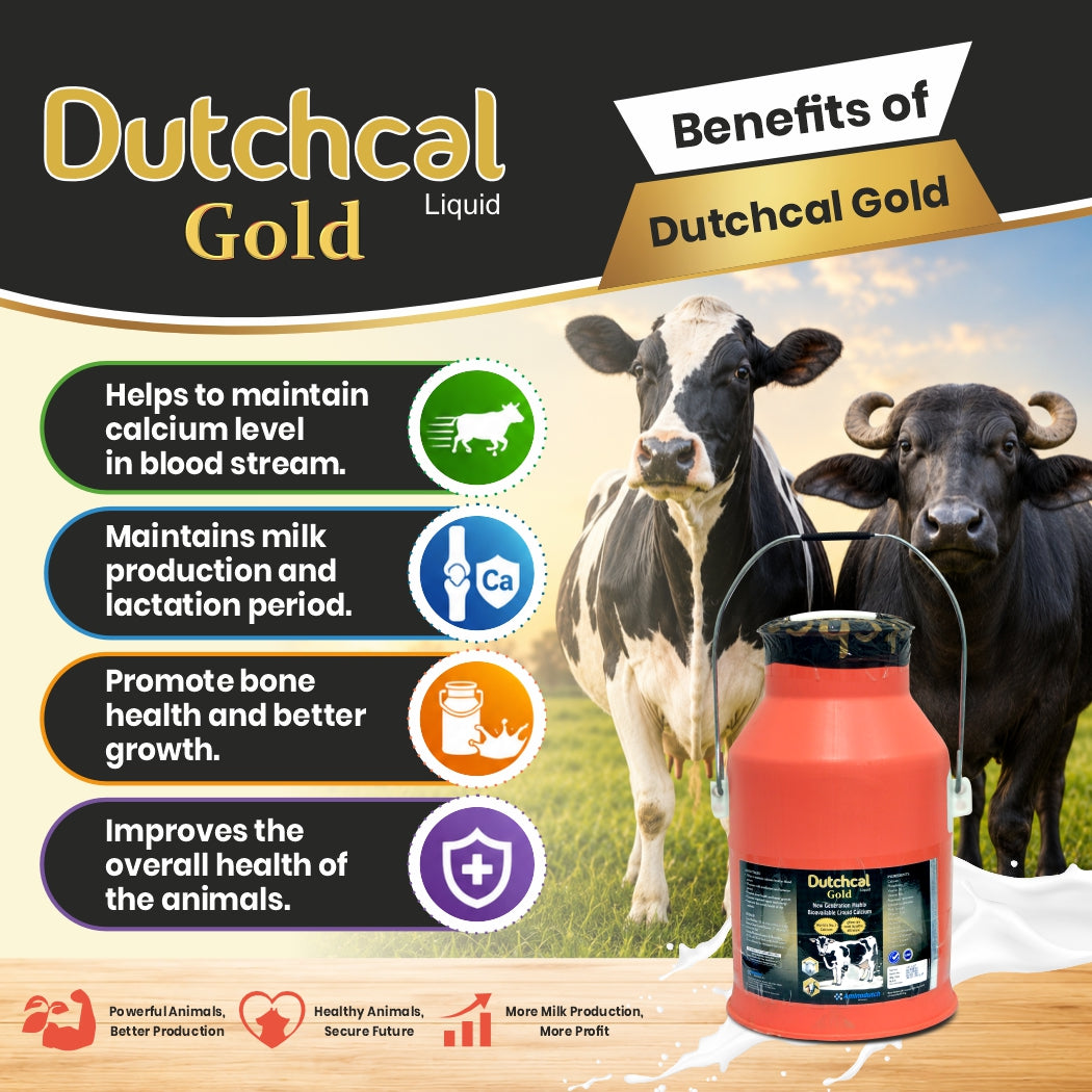 Dutchcal Gold Liquid Calcium Supplement for Cattle, Buffalo, Goat & Sheep 10ltr