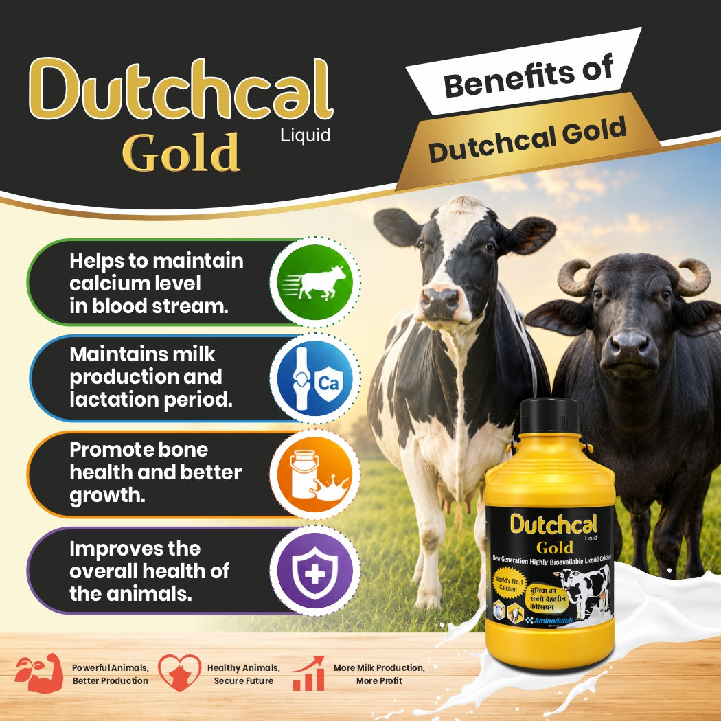 Dutchcal Gold Liquid Calcium Supplement for Cattle, Buffalo, Goat, Sheep & Poultry 2ltr