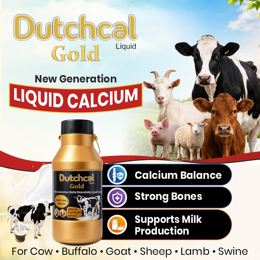 Dutchcal Gold Liquid Calcium Supplement for Cattle, Buffalo, Goat & Sheep 6ltr