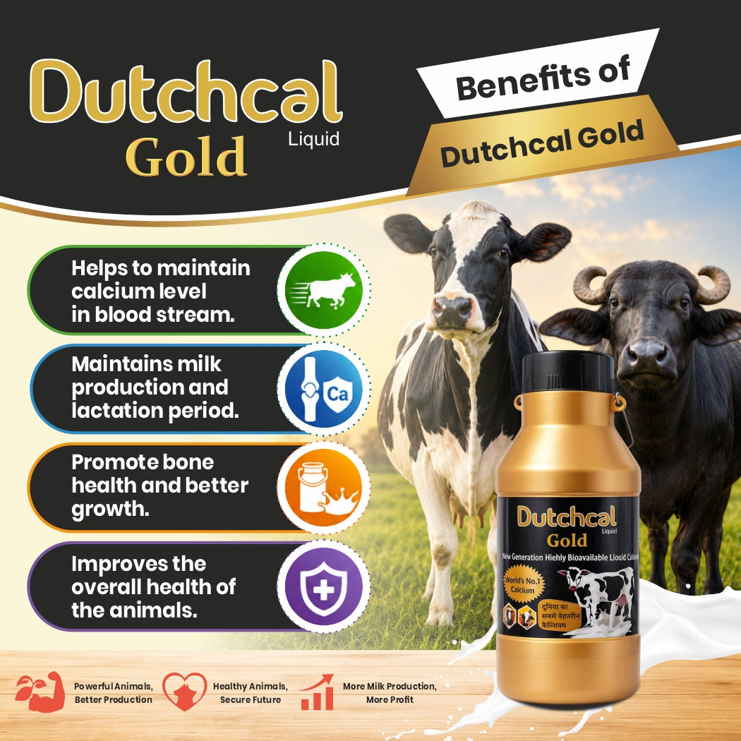 Dutchcal Gold Liquid Calcium Supplement for Cattle, Buffalo, Goat & Sheep 6ltr