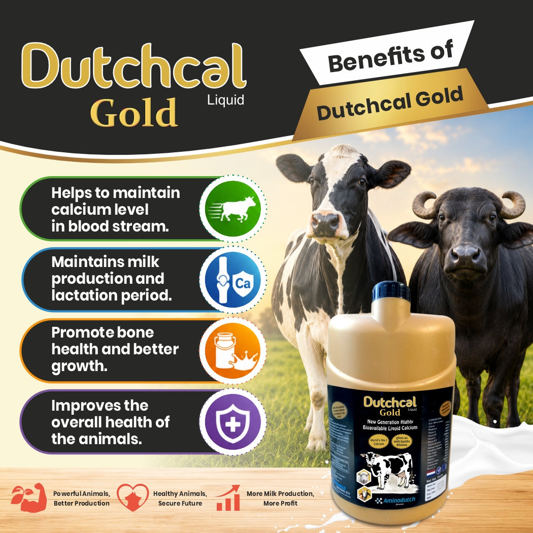 Dutchcal Gold Liquid Calcium Supplement for Cattle, Buffalo, Goat & Sheep 1ltr