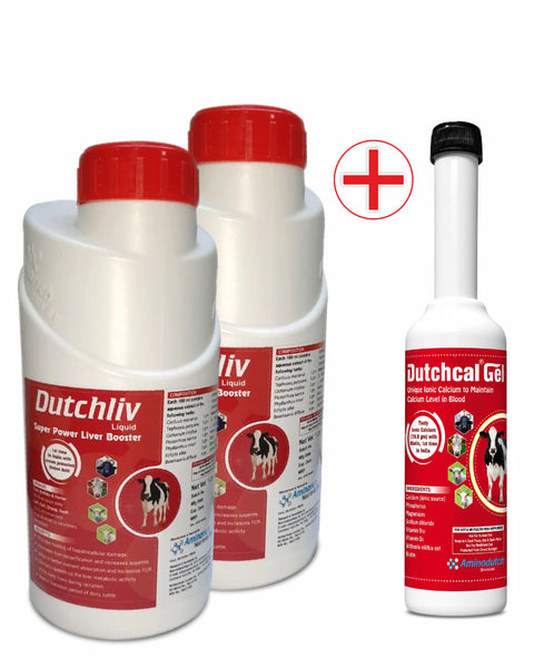 Dutchliv Liquid 1 Ltr Pack of 2 with Dutchcal Gel 300 gm Free, Herbal Liver Support & Calcium Supplement for Cattle