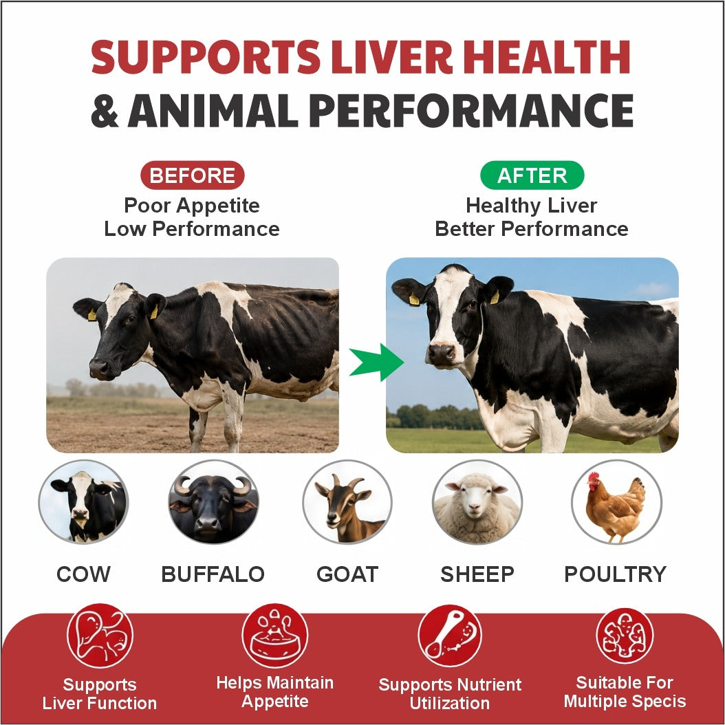 Dutchliv Liquid Liver Tonic with Silymarin for Cow, Buffalo & Poultry – 500 ml