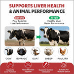 Dutchliv Liquid Liver Tonic with Silymarin for Cow, Buffalo & Poultry – 500 ml