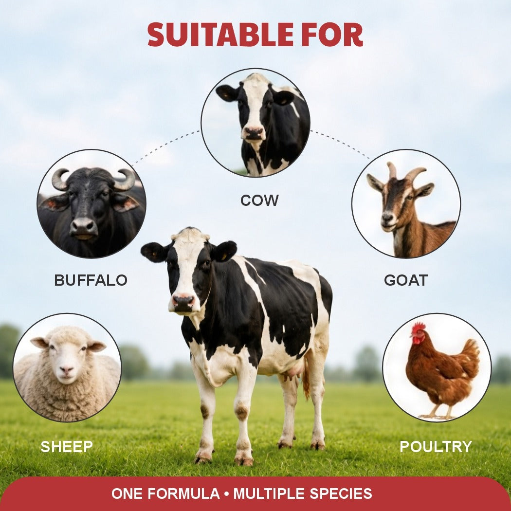 Dutchliv Liquid Liver Tonic with Silymarin for Cow, Buffalo & Poultry – 500 ml