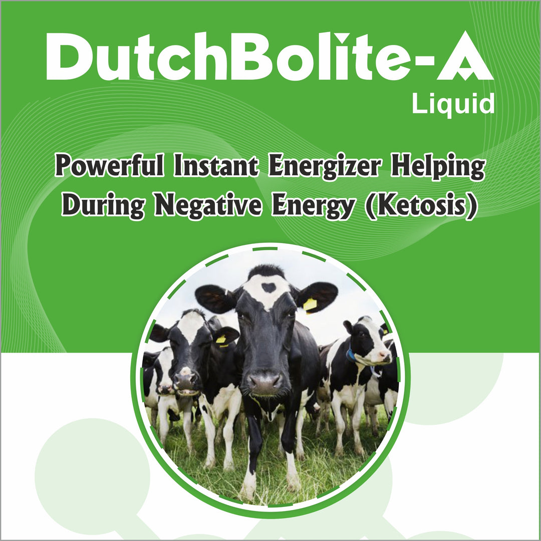 DutchBolite-A Liquid 1L |   Powerful Instant Energizer Helping  During Negative Energy (Ketosis)