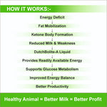 DutchBolite-A Liquid 1L |   Powerful Instant Energizer Helping  During Negative Energy (Ketosis)