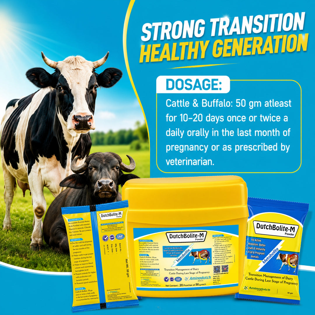 DutchBolite-M Powder | Veterinary Feed Supplement for Cattle & Buffalo | Advanced Transition Nutrition | 20 Pouches × 50 g (1 kg)
