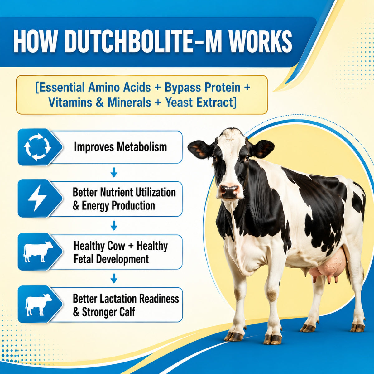 DutchBolite-M Powder | Veterinary Feed Supplement for Cattle & Buffalo | Advanced Transition Nutrition | 20 Pouches × 50 g (1 kg)